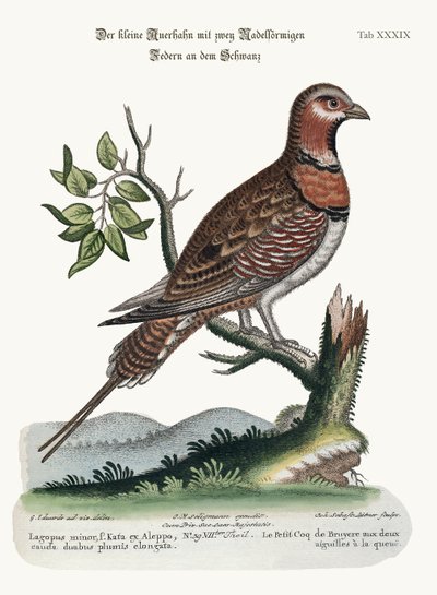 The Little Pin-tailed Grouse, 1749-73 by George Edwards